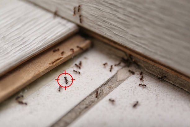 Best Bed Bug Extermination  in Canterwood, WA